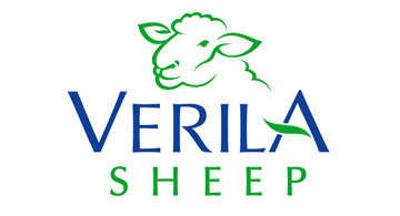 Verila Sheep